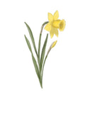 Daffodil - March Birth Flower Print