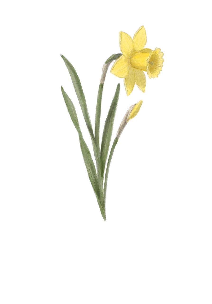 Daffodil - March Birth Flower Print