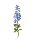 Larkspur - July Birth Flower Print