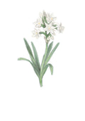 Paperwhite Narcissus - December Birth Flower Print