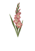 Gladiolus - August Birth Flower Print