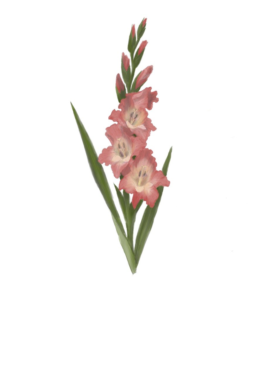 Gladiolus - August Birth Flower