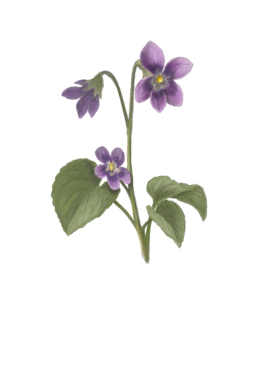 Violet - February Birth Flower Print