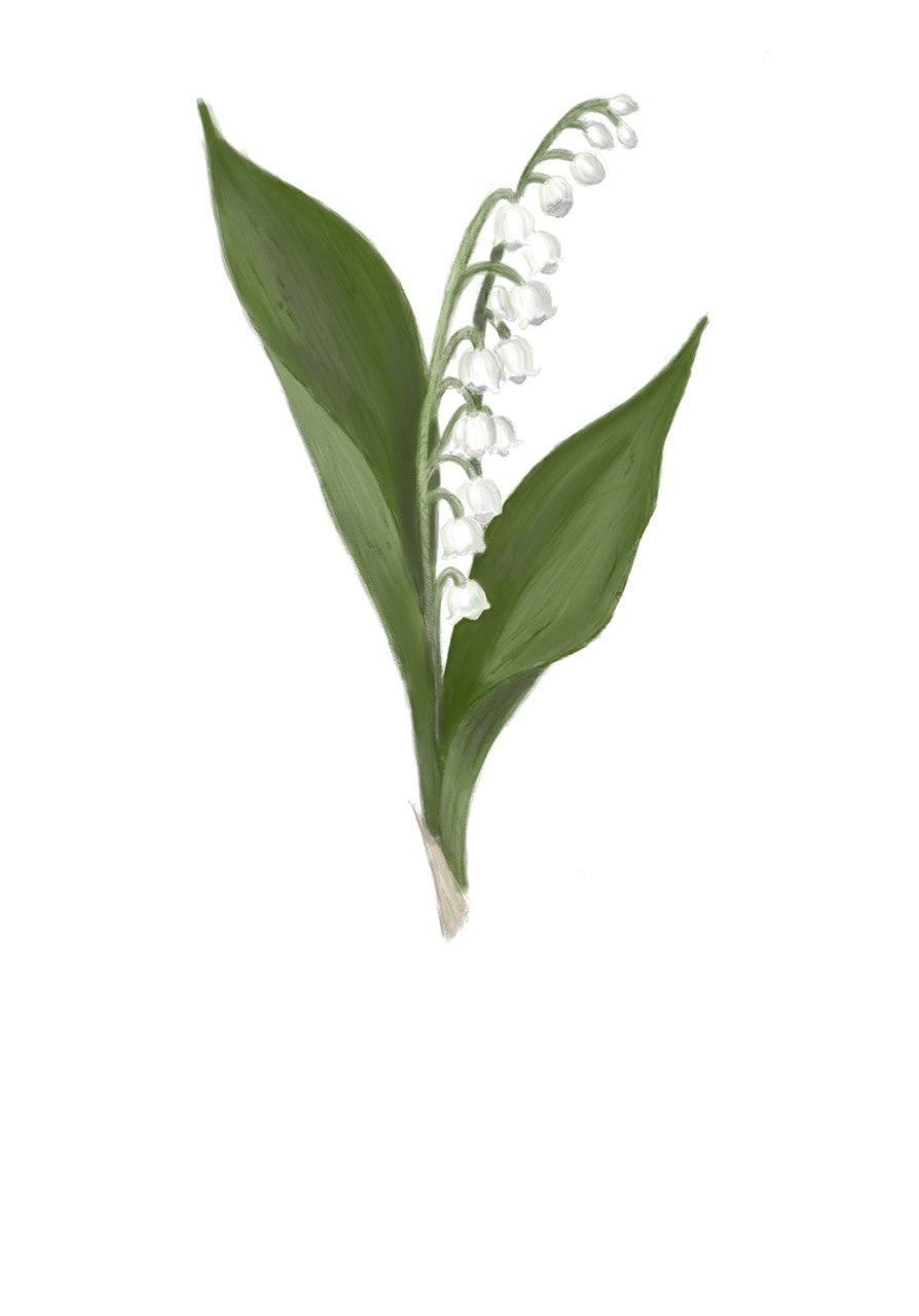 Lily of the Valley - May Birth Flower Print