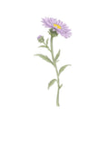 Aster - September Birth Flower