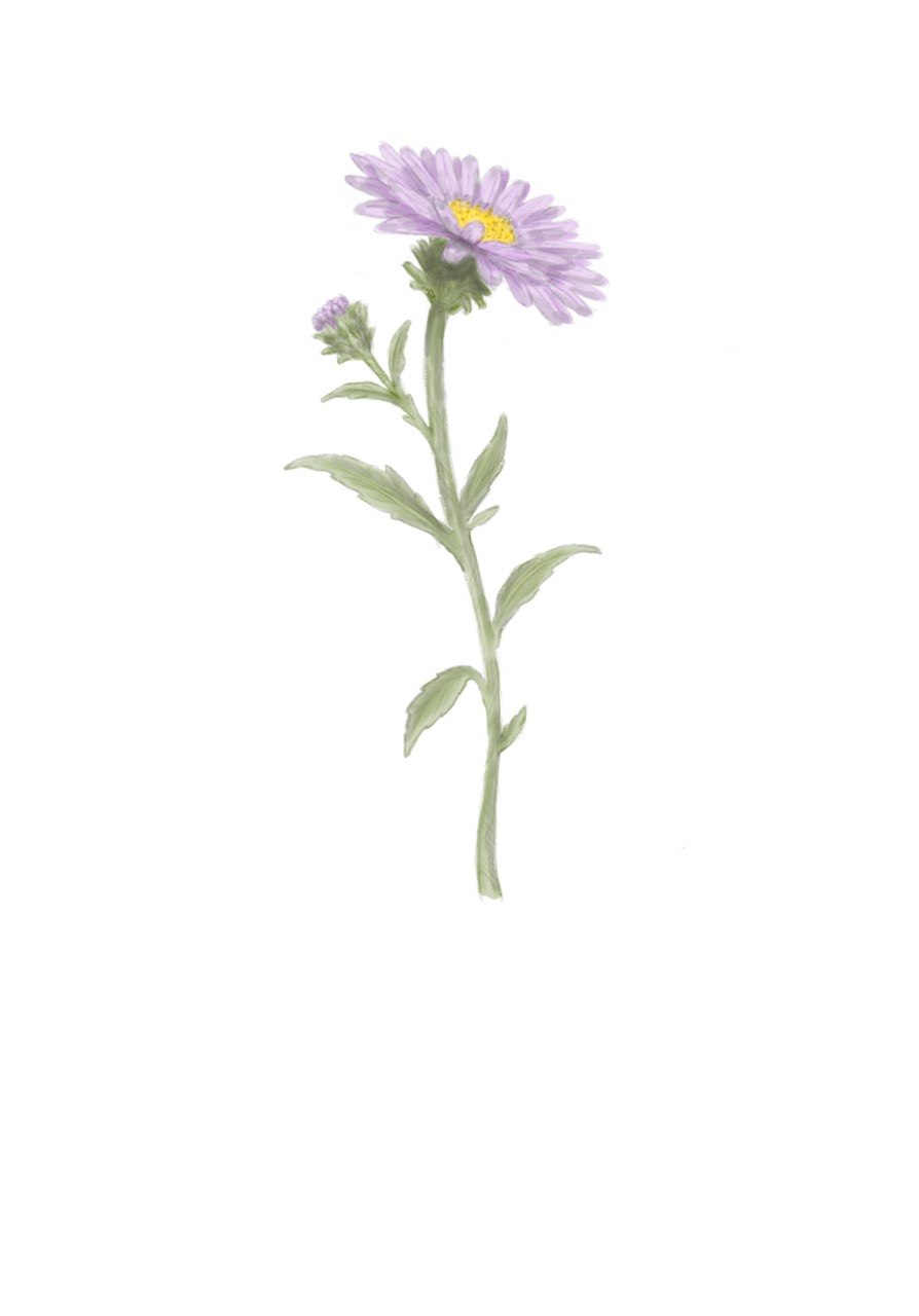 Aster - September Birth Flower