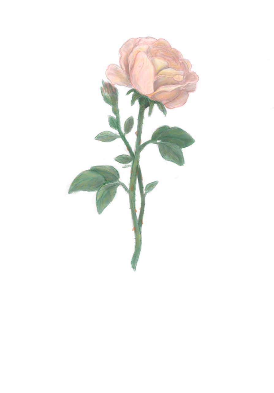 Rose - June Birth Flower Print