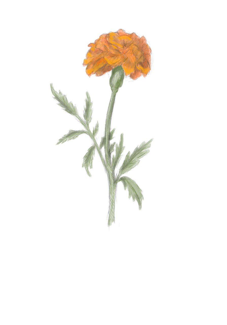 Marigold - October Birth Flower Print