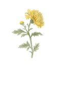 Chrysanthemum - November Birth Flower Print