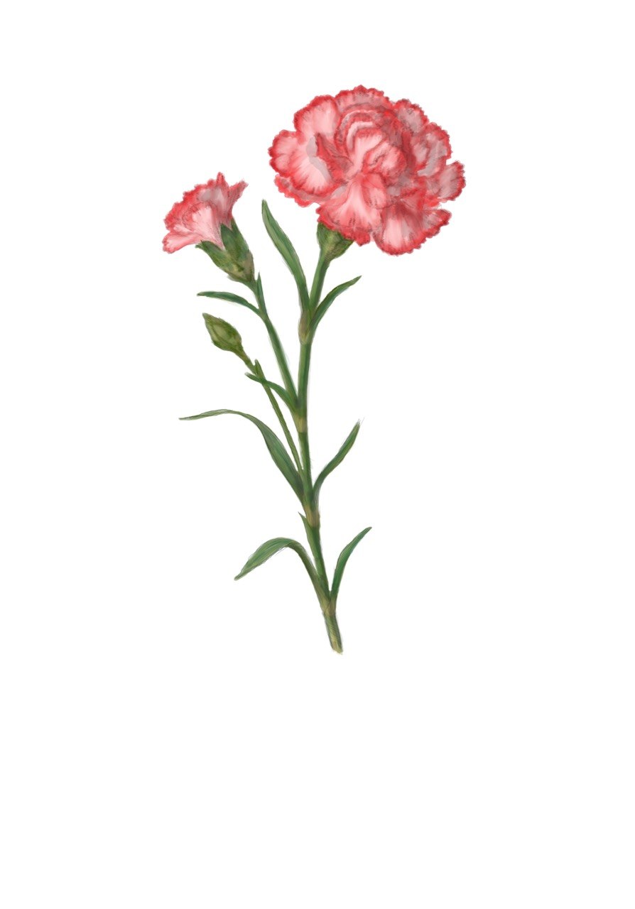 Carnation - January Birth Flower