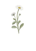 Daisy - April Birth Flower