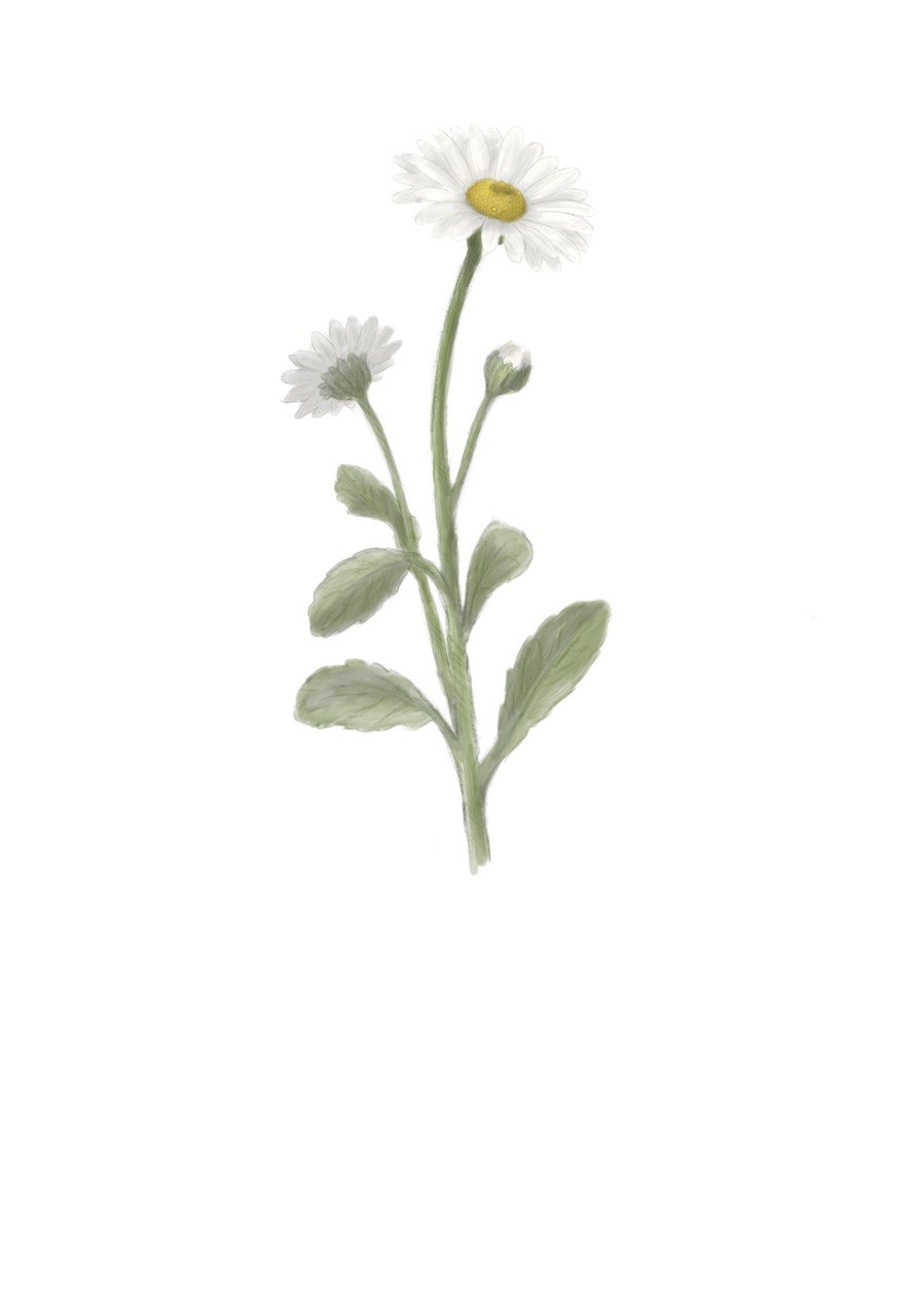 Daisy - April Birth Flower